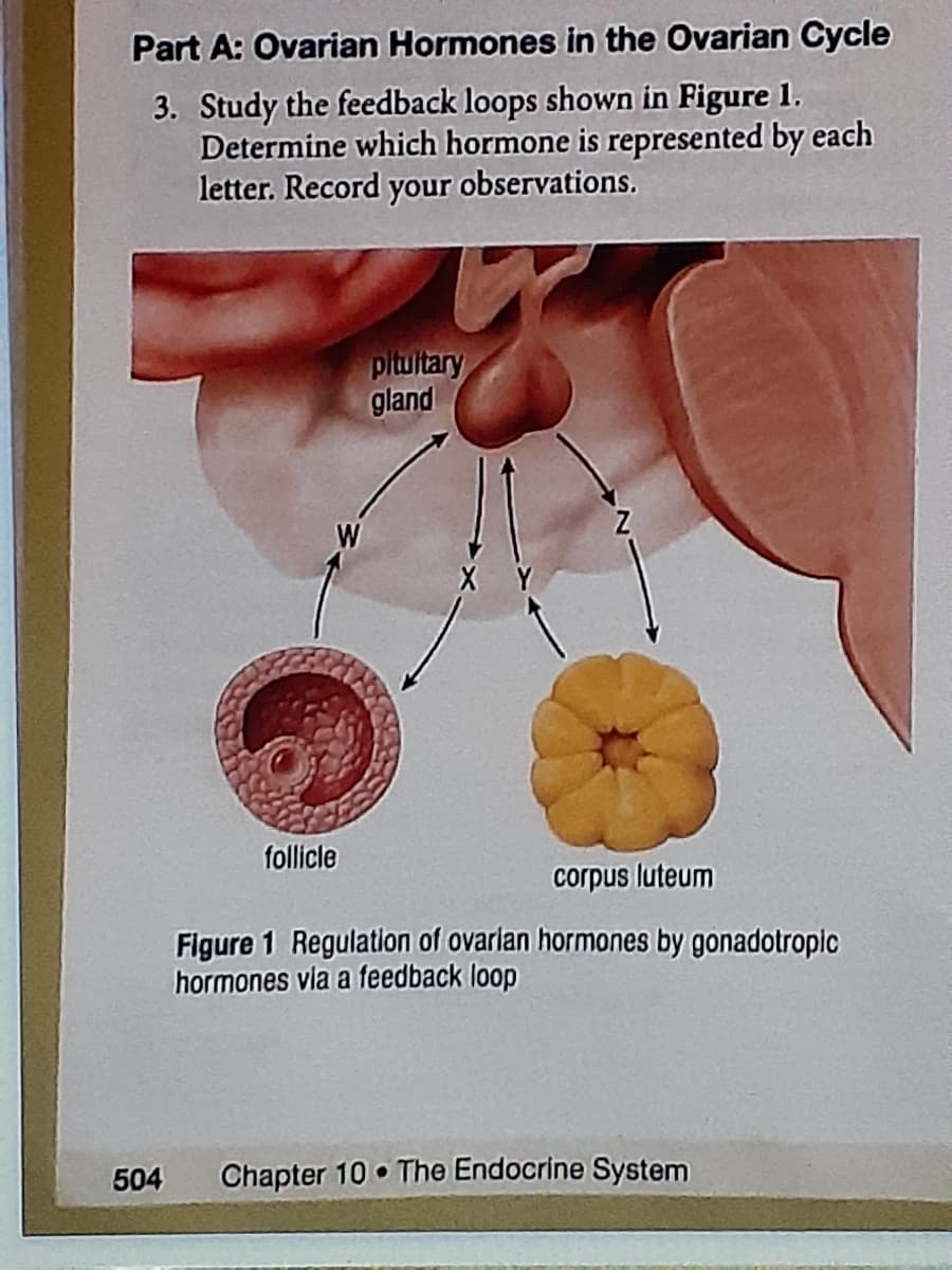 Part A: Ovarian Hormones in the Ovarian Cycle
3. Study the feedback loops shown in Figure 1.
Determine which hormone is represented by each
letter. Record your observations.
pitultary
gland
follicle
corpus luteum
Figure 1 Regulation of ovarlan hormones by gonadotropic
hormones vla a feedback loop
504
Chapter 10 The Endocrine System
