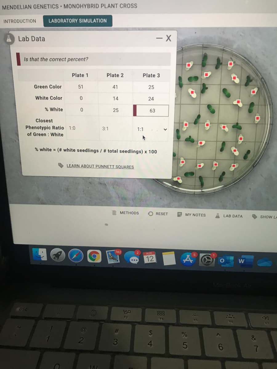 MENDELIAN GENETICS MONOHYBRID PLANT CROSS
INTRODUCTION
LABORATORY SIMULATION
Lab Data
- X
Is that the correct percent?
Plate 1
Plate 2
Plate 3
Green Color
51
41
25
White Color
14
24
% White
25
63
Closest
Phenotypic Ratio 1:0
of Green : White
3:1
1:1
% white = (# white seedlings / # total seedlings) x 100
LEARN ABOUT PUNNETT SQUARES
МЕТНODS
O RESET
O MY NOTES
LAB DATA
SHOW LA
AUG
12
W
esc
888
F3
F4
27
%23
$4
&
3
4.
113
