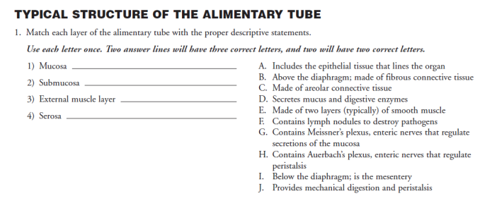 TYPICAL STRUCTURE OF THE ALIMENTARY TUBE
1. Match each layer of the alimentary tube with the proper descriptive statements.
Use each letter once. Two answer lines will bave three correct letters, and two will have two correct letters.
A. Includes the epitchelial tissue that lines the organ
B. Above the diaphragm; made of fibrous connective tissue
C. Made of areolar connective tissue
D. Secretes mucus and digestive enzymes
E. Made of two layers (typically) of smooth muscle
E Contains lymph nodules to destroy pathogens
G. Contains Meissner's plexus, enteric nerves that regulate
secretions of the mucosa
1) Mucosa
2) Submucosa
3) External muscle layer
4) Serosa
H. Contains Auerbach's plexus, enteric nerves that regulate
peristalsis
I. Below the diaphragm; is the mesentery
J. Provides mechanical digestion and peristalsis

