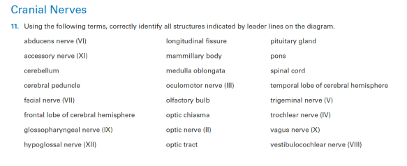 Cranial Nerves
11. Using the following terms, correctly identify all structures indicated by leader lines on the diagram.
abducens nerve (VI)
longitudinal fissure
pituitary gland
accessory nerve (XI)
mammillary body
pons
cerebellum
medulla oblongata
spinal cord
cerebral peduncle
oculomotor nerve (II)
temporal lobe of cerebral hemisphere
facial nerve (VII)
olfactory bulb
trigeminal nerve (V)
frontal lobe of cerebral hemisphere
optic chiasma
trochlear nerve (IV)
glossopharyngeal nerve (IX)
optic nerve (II)
vagus nerve (X)
hypoglossal nerve (XI)
optic tract
vestibulocochlear nerve (VII)
