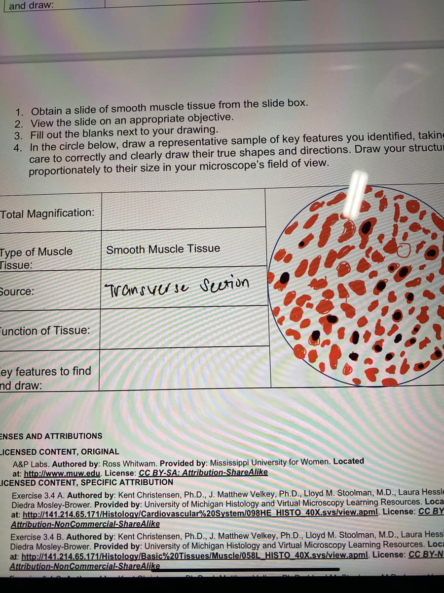 and draw:
1. Obtain a slide of smooth muscle tissue from the slide box.
2. View the slide on an appropriate objective.
3. Fill out the blanks next to your drawing.
4. In the circle below, draw a representative sample of key features you identified, taking
care to correctly and clearly draw their true shapes and directions. Draw your structur
proportionately to their size in your microscope's field of view.
Total Magnification:
Type of Muscle
Tissue:
Smooth Muscle Tissue
Source:
Transwerse Surion
Function of Tissue:
Cey features to find
nd draw:
ENSES AND ATTRIBUTIONS
LICENSED CONTENT, ORIGINAL
A&P Labs. Authored by: Ross Whitwam. Provided by: Mississippi University for Women. Located
at: http://www.muw.edu. License: CC BY-SA: Attribution-ShareAlike
LICENSED CONTENT, SPECIFIC ATTRIBUTION
Exercise 3.4 A. Authored by: Kent Christensen, Ph.D., J. Matthew Velkey, Ph.D., Lloyd M. Stoolman, M.D., Laura Hessle
Diedra Mosley-Brower. Provided by: University of Michigan Histology and Virtual Microscopy Learning Resources. Loca.
at: http://141.214.65.171/Histology/Cardiovascular%20System/098HE HISTO 40X.svs/view.apml. License: CC BY
Attribution-NonCommercial-ShareAlike
Exercise 3.4 B. Authored by: Kent Christensen, Ph.D., J. Matthew Velkey, Ph.D., Lloyd M. Stoolman, M.D., Laura Hess
Diedra Mosley-Brower. Provided by: University of Michigan Histology and Virtual Microscopy Learning Resources. Loca
at: http://141.214.65.171/Histology/Basic%20Tissues/Muscle/058L_HISTO 40X.svs/view.apml. License: CC BY-N
Attribution-NonCommercial-ShareAlike
