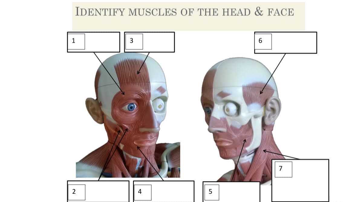 IDENTIFY MUSCLES OF THE HEAD & FACE
3
6.
7
2
4
