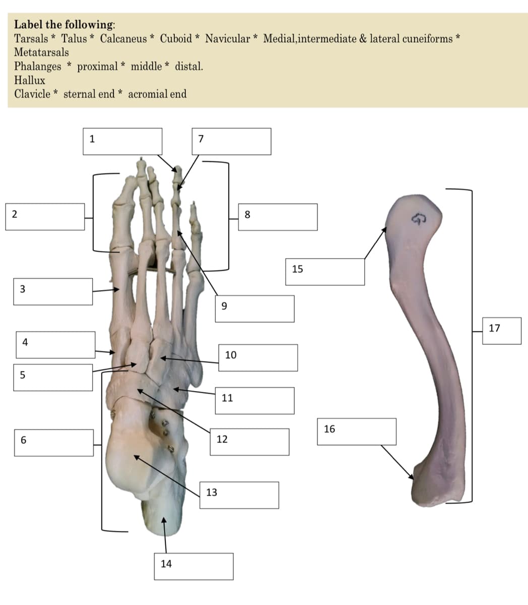 Label the following:
Tarsals * Talus * Calcaneus * Cuboid * Navicular * Medial,intermediate & lateral cuneiforms *
Metatarsals
Phalanges * proximal * middle * distal.
Hallux
Clavicle * sternal end * acromial end
1
7
2
8
15
17
4
10
11
16
12
13
14
