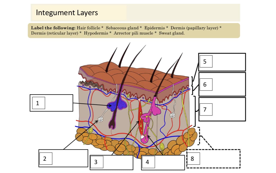 Integument Layers
Label the following: Hair follicle * Sebaceous gland * Epidermis * Dermis (papillary layer) *
Dermis (reticular layer) * Hypodermis * Arrector pili muscle * Sweat gland.
5
6.
1
7
2
8
3
4
