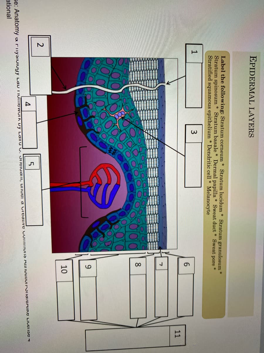 00
EPIDERMAL LAYERS
Label the following: Stratum corneum * Stratum lucidum * Stratum granulosum *
Stratum spinosum * Stratum basale * Dermal papilla * Sweat duct * Sweat pore
Stratified squamous epithelium * Dendritic cell * Melanocyte
1
3
6.
11
H SRP
9.
10
4
se. Anatomy xrinySiology Law TiuiTHeWOIK Dy Laiiu v, JneiuaiII, uIiuti a Litalivt LUITIIIUIIS AllNDULIUI-STlaleMIIKE LICEISE 4
ational
