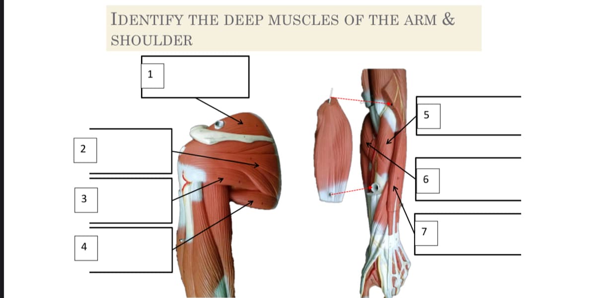 IDENTIFY THE DEEP MUSCLES OF THE ARM &
SHOULDER
1
6.
3
7
4
