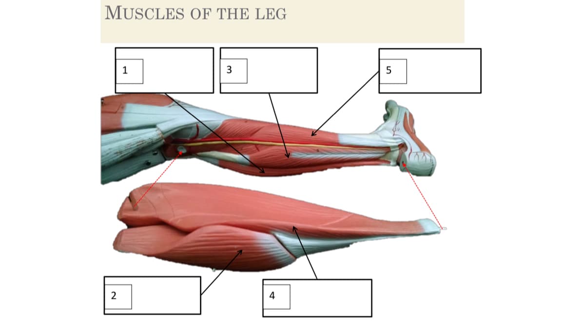 MUSCLES OF THE LEG
1
