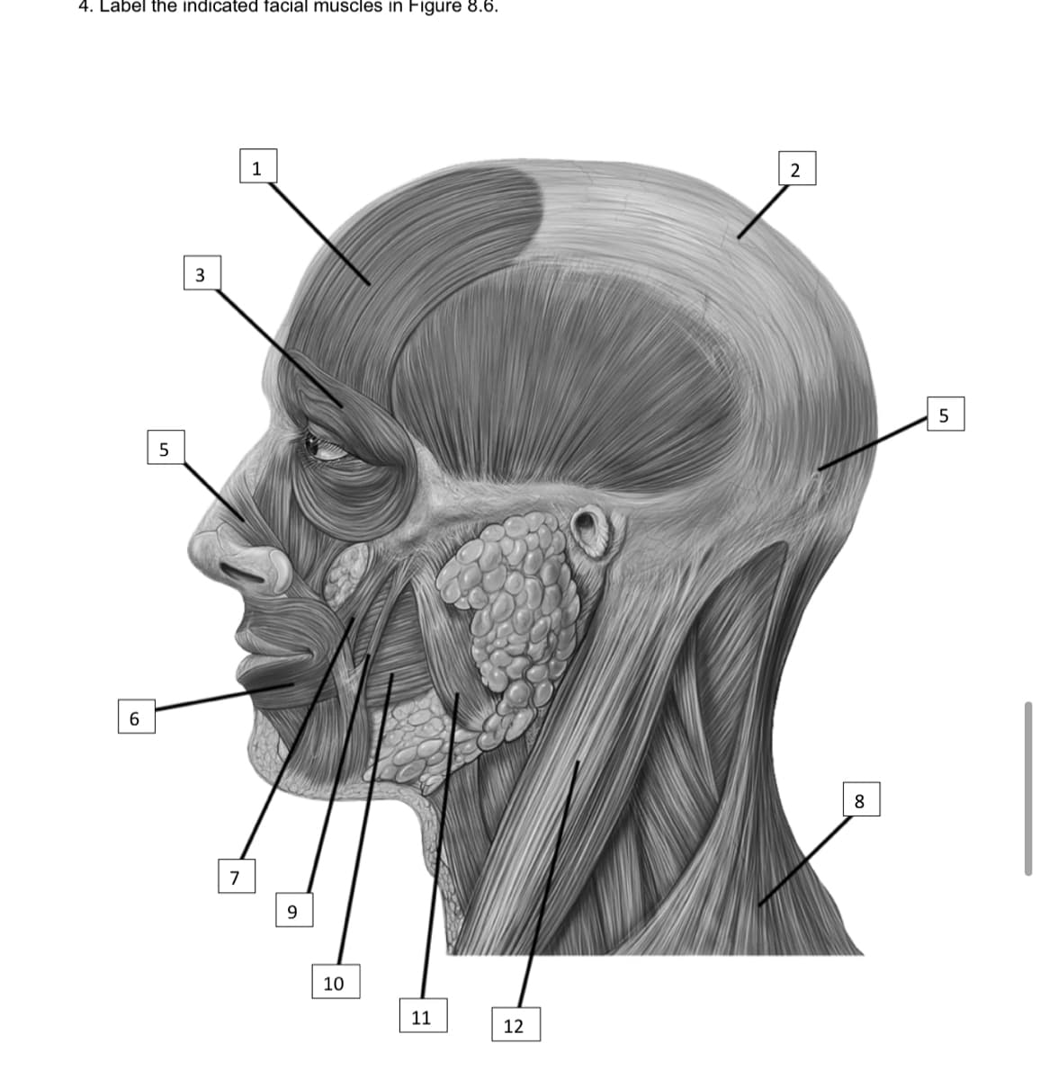 4. Label the indicated facial muscles in Figure 8.6.
1
5
6.
7
9.
10
11
12
