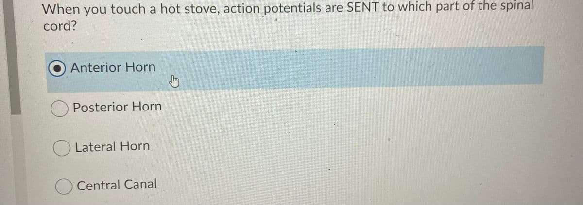 When you touch a hot stove, action potentials are SENT to which part of the spinal
cord?
Anterior Horn
Posterior Horn
Lateral Horn
Central Canal
