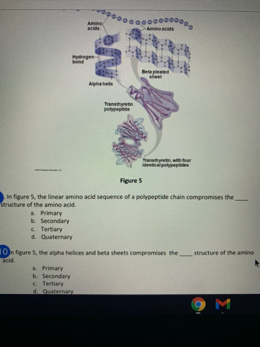 Amino
acids
Amino acids
Hydrogen
bond
Beta pleated
sheet
Alpha helix
Transthyretin
polypeptide
Transthyretin, with four
identical polypeptides
Figure 5
In figure 5, the linear amino acid sequence of a polypeptide chain compromises the
structure of the amino acid.
a. Primary
b. Secondary
c. Tertiary
d. Quaternary
10 n figure 5, the alpha helices and beta sheets compromises the
acid.
structure of the amino
a. Primary
b. Secondary
c. Tertiary
d. Quaternary
