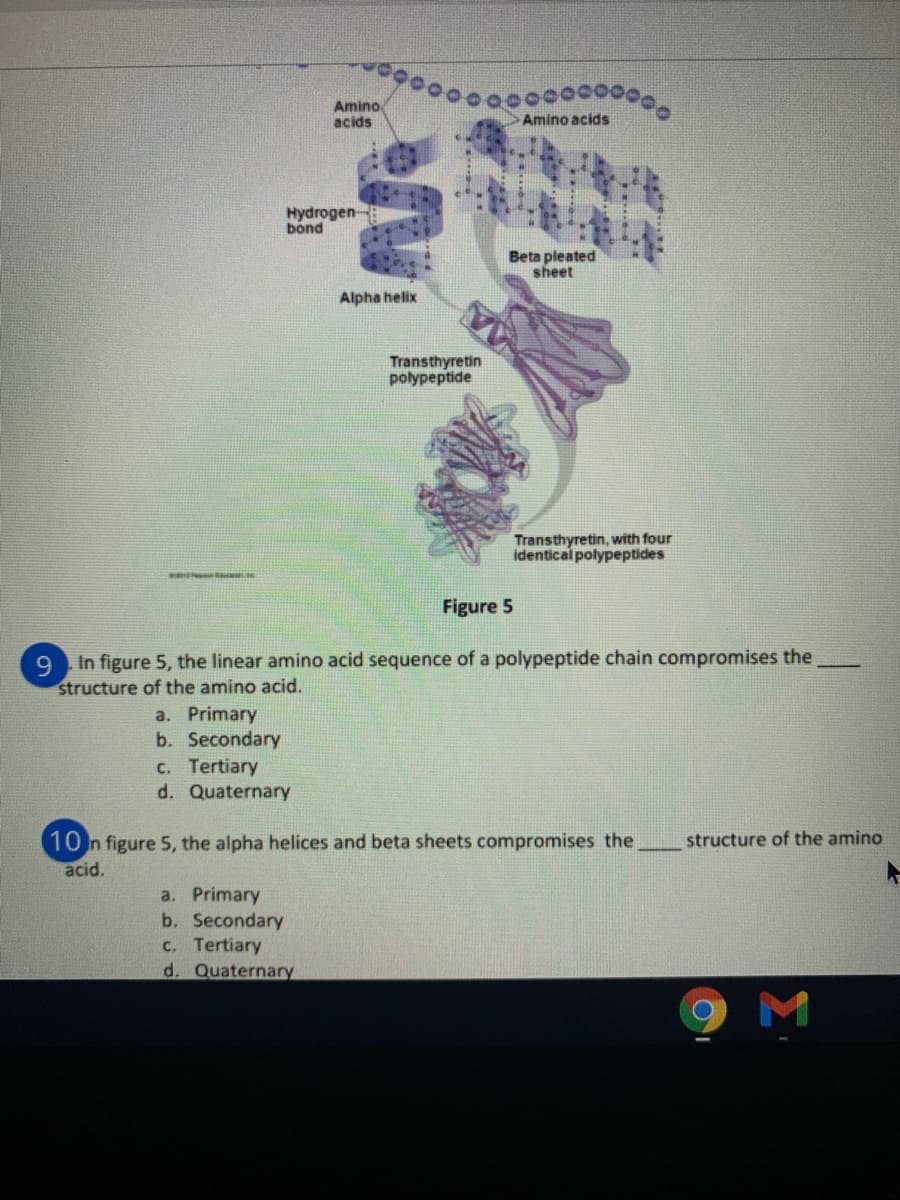 Amino
acids
Amino acids
Hydrogen
bond
Beta pleated
sheet
Alpha helix
Transthyretin
polypeptide
Transthyretin, with four
identical polypeptides
Figure 5
In figure 5, the linear amino acid sequence of a polypeptide chain compromises the
9.
structure of the amino acid.
a. Primary
b. Secondary
C. Tertiary
d. Quaternary
10 n figure 5, the alpha helices and beta sheets compromises the
structure of the amino
acid.
a. Primary
b. Secondary
C. Tertiary
d. Quaternary
