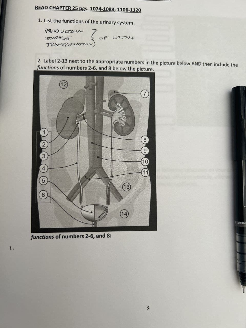 1.
READ CHAPTER 25 pgs. 1074-1088; 1106-1120
1. List the functions of the urinary system.
PRODUCTION
STORAGE
TRANSPORTATION
OF URINE
2. Label 2-13 next to the appropriate numbers in the picture below AND then include the
functions of numbers 2-6, and 8 below the picture.
(12)
(7)
8
2
9
3
4
(10
(11
5
(13)
6
functions of numbers 2-6, and 8:
(14)
LOUD
3