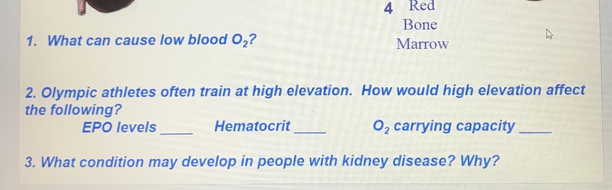 4 Red
Bone
1. What can cause low blood 0,?
Marrow
2. Olympic athletes often train at high elevation. How would high elevation affect
the following?
EPO levels
Hematocrit
O, carrying capacity
3. What condition may develop in people with kidney disease? Why?
