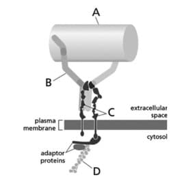 A
B
extracellular
space
plasma
membrane
cytosol
adaptor
proteins
`D
