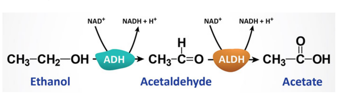 NAD+
NADH + H+
CH3-CH₂-OH ADH
Ethanol
NAD+
NADH + H+
H
CH3-C=O-ALDH
Acetaldehyde
O
CH3-C-OH
Acetate