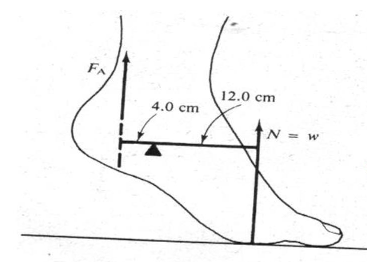 FA
12.0 cm
4.0 cm
N =
%3D
