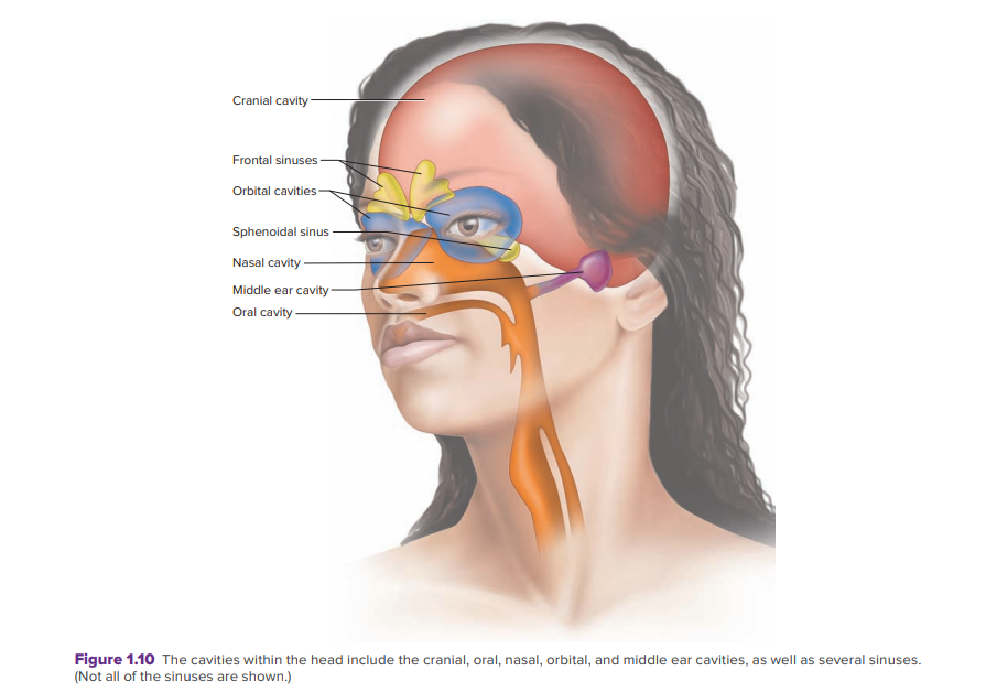 Cranial cavity -
Frontal sinuses-
Orbital cavities
Sphenoidal sinus
Nasal cavity -
Middle ear cavity -
Oral cavity
Figure 1.10 The cavities within the head include the cranial, oral, nasal, orbital, and middle ear cavities, as well as several sinuses.
(Not all of the sinuses are shown.)
