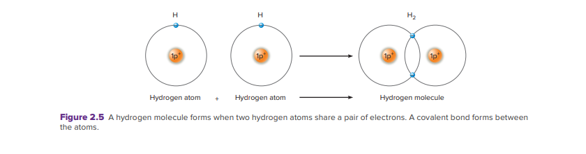 H
H2
Hydrogen atom
Hydrogen atom
Hydrogen molecule
Figure 2.5 A hydrogen molecule forms when two hydrogen atoms share a pair of electrons. A covalent bond forms between
the atoms.
