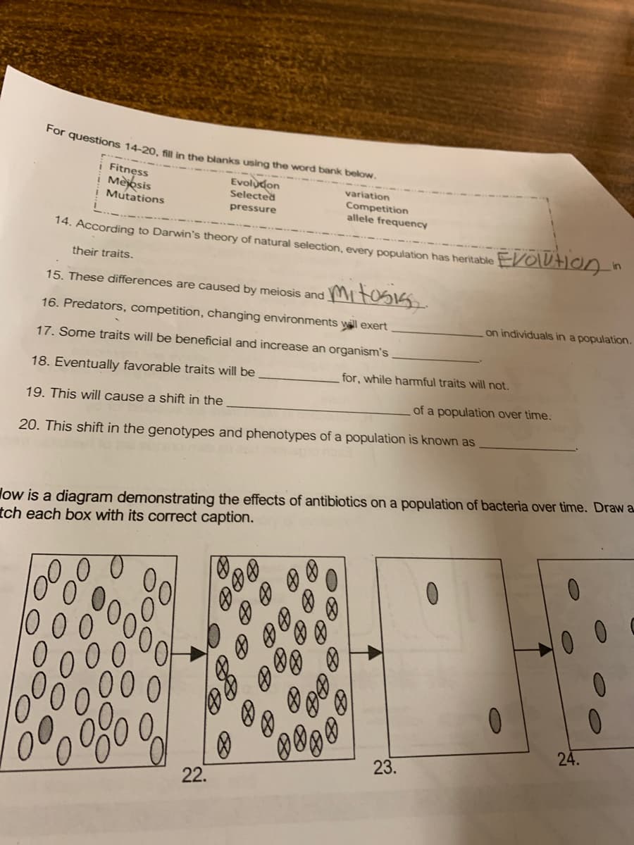 For questions 14-20, fill in the blanks using the word bank below.
Fitness
i Mejosis
Mutations
Evoludon
Selected
variation
Competition
allele frequency
pressure
14. According to Darwin's theory of natural selection, every population has heritable
their traits.
mitosiss
15. These differences are caused by meiosis and
16. Predators, competition, changing environments will exert
on individuals in a population.
17. Some traits will be beneficial and increase an organism's
18. Eventually favorable traits will be
for, while hamful traits will not.
19. This will cause a shift in the
of a population over time.
20. This shift in the genotypes and phenotypes of a population is known as
low is a diagram demonstrating the effects of antibiotics on a population of bacteria over time. Draw a
tch each box with its correct caption.
0.
000
24.
00
23.
22.
