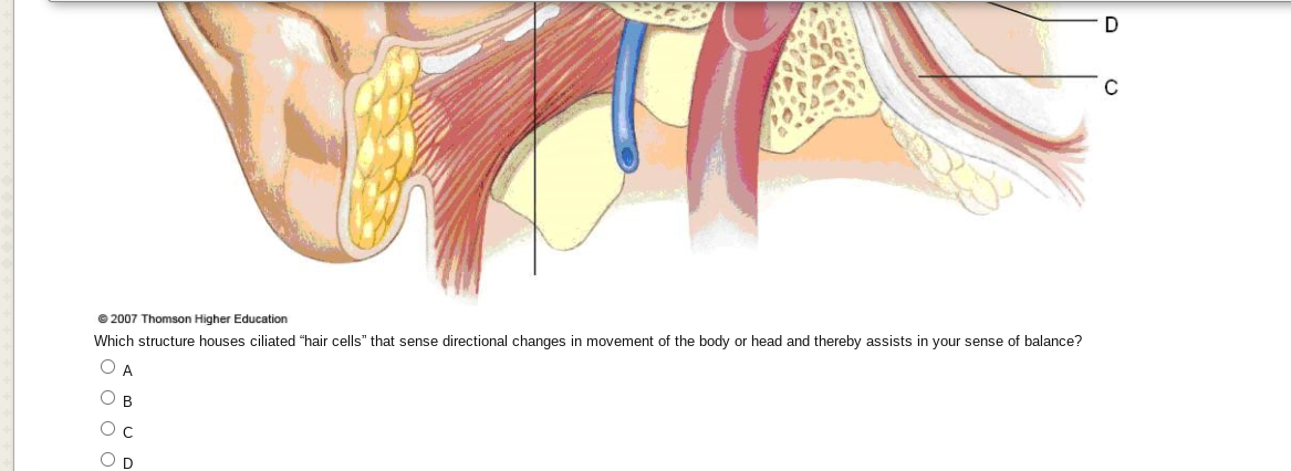 D
© 2007 Thomson Higher Education
Which structure houses ciliated "hair cells" that sense directional changes in movement of the body or head and thereby assists in your sense of balance?
O A
B
D
o o o o
