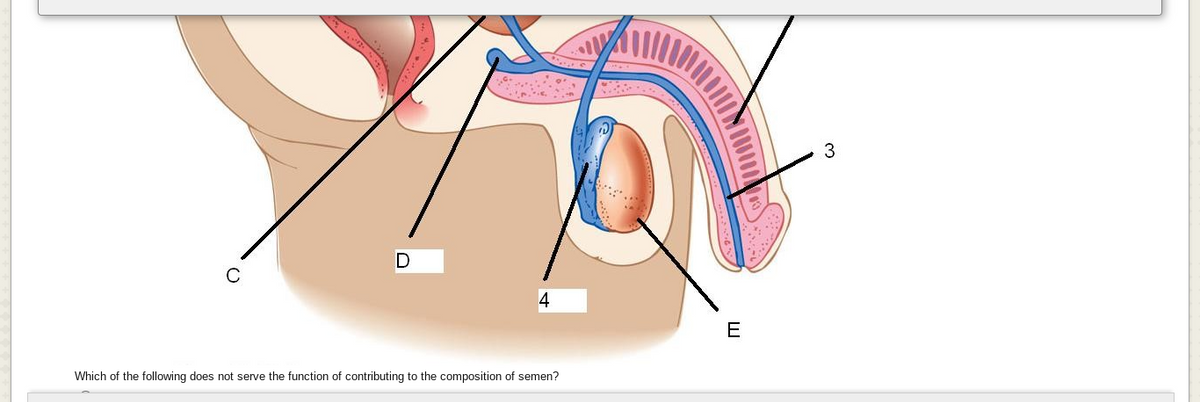 4
E
Which of the following does not serve the function of contributing to the composition of semen?
