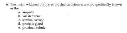 6. The distal, widened portion of the ductus deferens is more specifically known
as the
a. ampulla
b. vas deferens
c. seminal vesicle
d. prostate gland
e. proximal tubule
