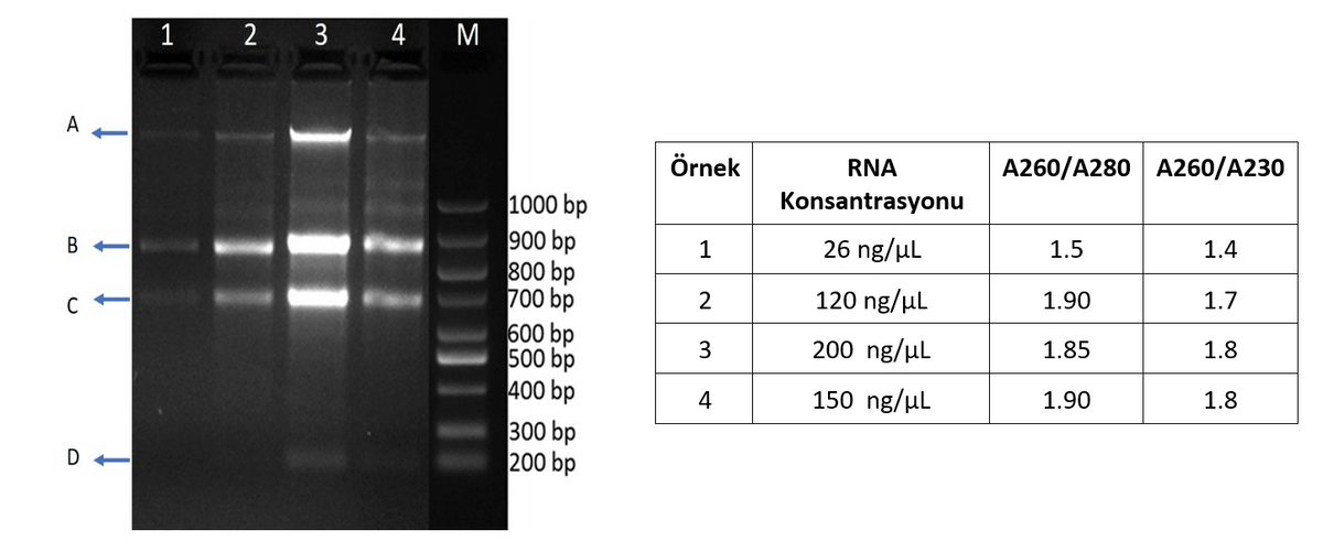 1 2 3 4 M
A
Örnek
RNA
A260/A280 A260/A230
1000 bp
900 bp
800 bp
700 bp
600 bp
500 bp
400 bp
300 bp
200 bp
Konsantrasyonu
1
26 ng/µl
1.5
1.4
2
120 ng/µl
1.90
1.7
3
200 ng/µl
1.85
1.8
4
150 ng/µl
1.90
1.8
