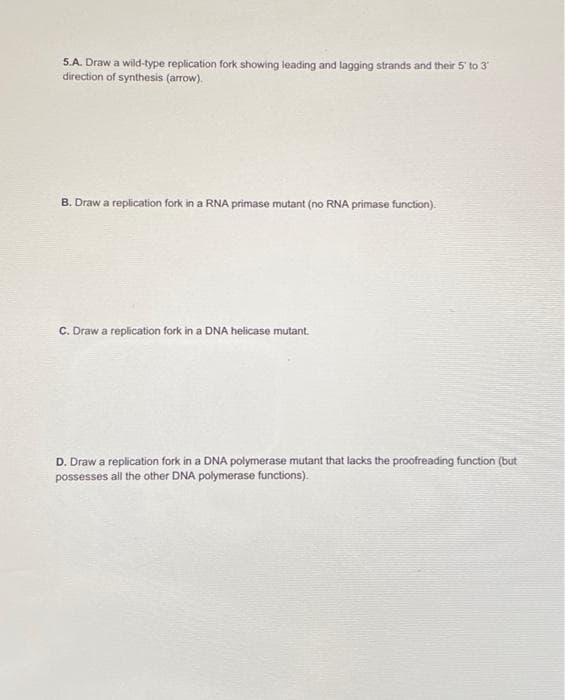 5.A. Draw a wild-type replication fork showing leading and lagging strands and their 5 to 3'
direction of synthesis (arrow).
B. Draw a replication fork in a RNA primase mutant (no RNA primase function).
C. Draw a replication fork in a DNA helicase mutant.
D. Draw a replication fork in a DNA polymerase mutant that lacks the proofreading function (but
possesses all the other DNA polymerase functions).