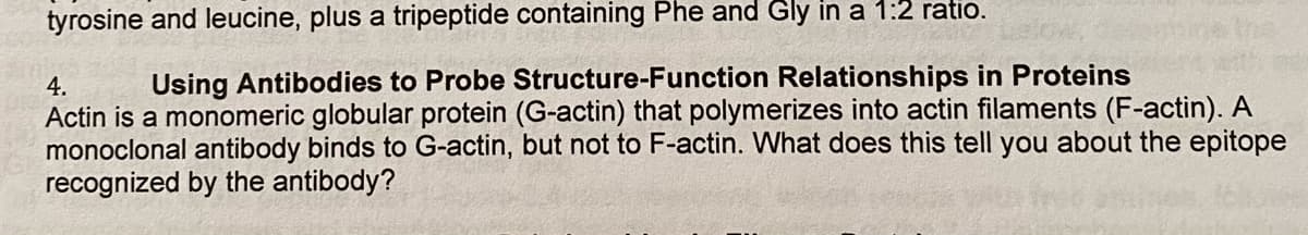 tyrosine and leucine, plus a tripeptide containing Phe and Gly in a 1:2 ratio.
4.
Using Antibodies to Probe Structure-Function Relationships in Proteins
Actin is a monomeric globular protein (G-actin) that polymerizes into actin filaments (F-actin). A
monoclonal antibody binds to G-actin, but not to F-actin. What does this tell you about the epitope
recognized by the antibody?
