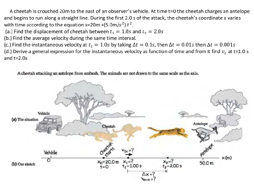 A cheetah is crouched 20m to the east of an observer's vehicle. At timet=0 the cheetah charges an antelope
and begins to run along a straight line. During the first 2.0 s of the attack, the cheetah's coordinate x varies
with time according to the equation x=20m +(5.0m/s2) t?.
(a.) Find the displacement of cheetah between t, = 1.0s and t, = 2.0s
(b.) Find the average velocity during the same time interval.
(c.) Find the instantaneous velocity at t, = 1.0s by taking At = 0.1s, then At = 0.01s then At = 0.001s
(d.) Derive a general expression for the instantaneous velocity as function of time and from it find v, at t=1.0 s
and t=2.0s
Acheetah attacking an antelope from ambush. The animals are not drawn to the same scale as the axis.
Vehicle
(a) The situation
Chectah
Antelope
Vehide
Antelope
x(m)
Vix =?
of
Cheetah
(b) Our sketch
Xo=20.0m x1=?
1=0
X2=?
12=200s
t1-1.00s
50.0 m
Ax=?
Vav-x =?
starts
