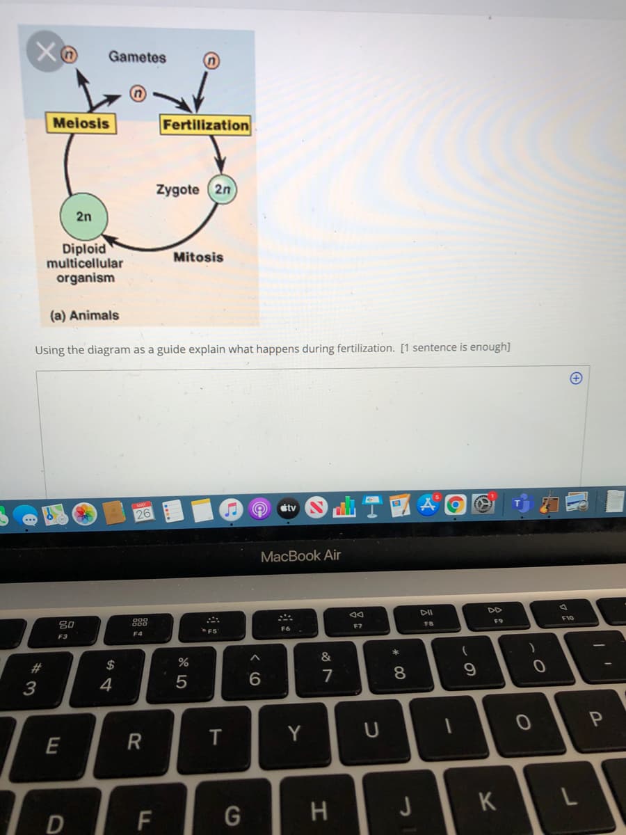 Gametes
Meiosis
Fertilization
Zygote (2n
2n
Diploid
multicellular
Mitosis
organism
(a) Animals
Using the diagram as a guide explain what happens during fertilization. [1 sentence is enough]
26
étv
MacBook Air
DII
DD
吕0
888
F9
F10
F5
F6
F7
FB
F3
F4
&
(
#
2$
3
9.
7
Y
U
E
G
H
J
K
D
