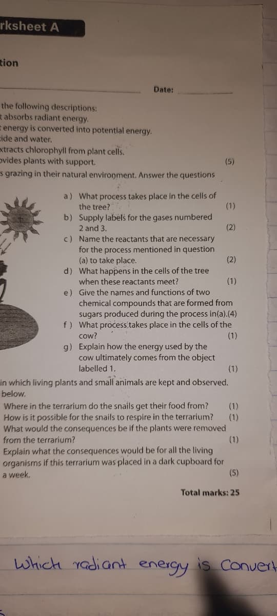 rksheet A
tion
Date:
the following descriptions:
t absorbs radiant energy.
r energy is converted into potential energy.
cide and water,
xtracts chlorophyll from plant cells.
ovides plants with support.
s grazing in their natural environment. Answer the questions
(5)
a) What process takes place in the cells of
the tree?
(1)
b) Supply labels for the gases numbered
2 and 3.
(2)
c) Name the reactants that are necessary
for the process mentioned in question
(a) to take place.
d) What happens in the cells of the tree
(2)
when these reactants meet?
(1)
e) Give the names and functions of two
chemical compounds that are formed from
sugars produced during the process in(a).(4)
f) What process takes place in the cells of the
(1)
cow?
g) Explain how the energy used by the
cow ultimately comes from the object
labelled 1.
(1)
in which living plants and small animals are kept and observed.
below.
Where in the terrarium do the snails get their food from?
How is it possible for the snails to respire in the terrarium?
What would the consequences be if the plants were removed
from the terrarium?
(1)
(1)
(1)
Explain what the consequences would be for all the living
organisms if this terrarium was placed in a dark cupboard for
a week.
(5)
Total marks: 25
which radiant energy is Conuert
