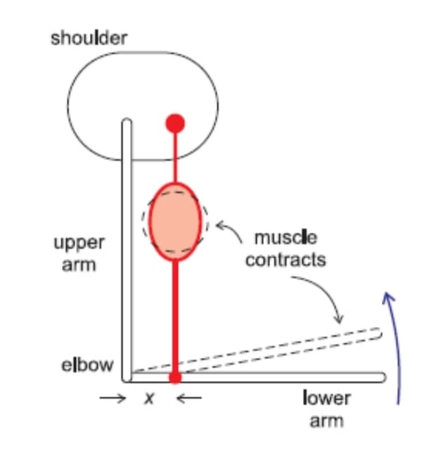 shoulder
muscle
contracts
upper
arm
elbow
lower
arm
