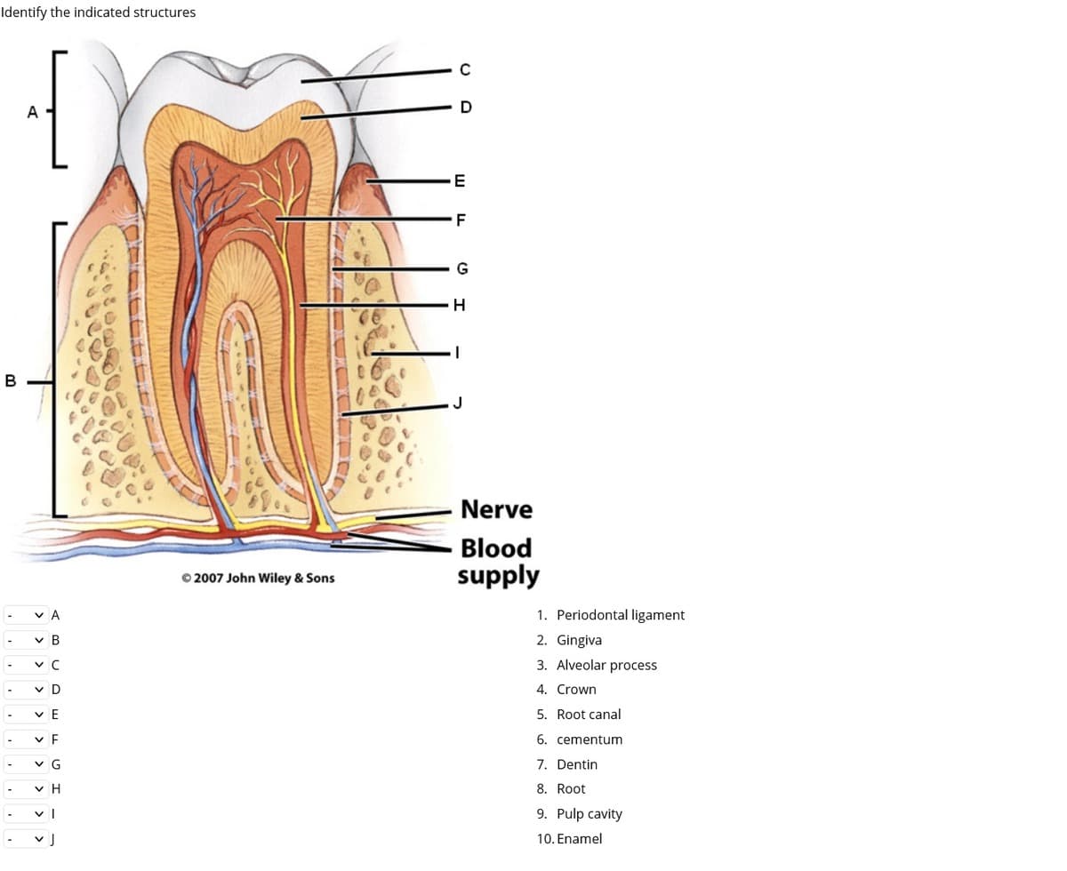 Identify the indicated structures
A
E
F
G
H
J
Nerve
Blood
O 2007 John Wiley & Sons
supply
v A
1. Periodontal ligament
v B
2. Gingiva
v C
3. Alveolar process
v D
4. Crown
-
v E
5. Root canal
v F
6. cementum
-
v G
7. Dentin
v H
8. Root
9. Pulp cavity
v J
10. Enamel
