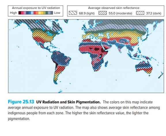 Annual exposure to UV radiation
Average observed skin reflectance
High
68.9 (light) A 55.0 (moderate) Eccol 37.2 (dark)
Low
Figure 25.13 uV Radiation and Skin Pigmentation. The colors on this map indicate
average annual exposure to UV radiation. The map also shows average skin reflectance among
indigenous people from each zone. The higher the skin reflectance value, the lighter the
pigmentation.
