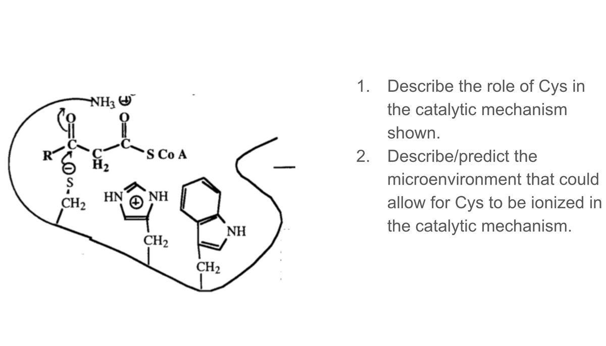 NH3
i,
CH₂
HN
'S Co A
NH
CH₂
CH₂
NH
1.
Describe the role of Cys in
the catalytic mechanism
shown.
2. Describe/predict the
microenvironment that could
allow for Cys to be ionized in
the catalytic mechanism.