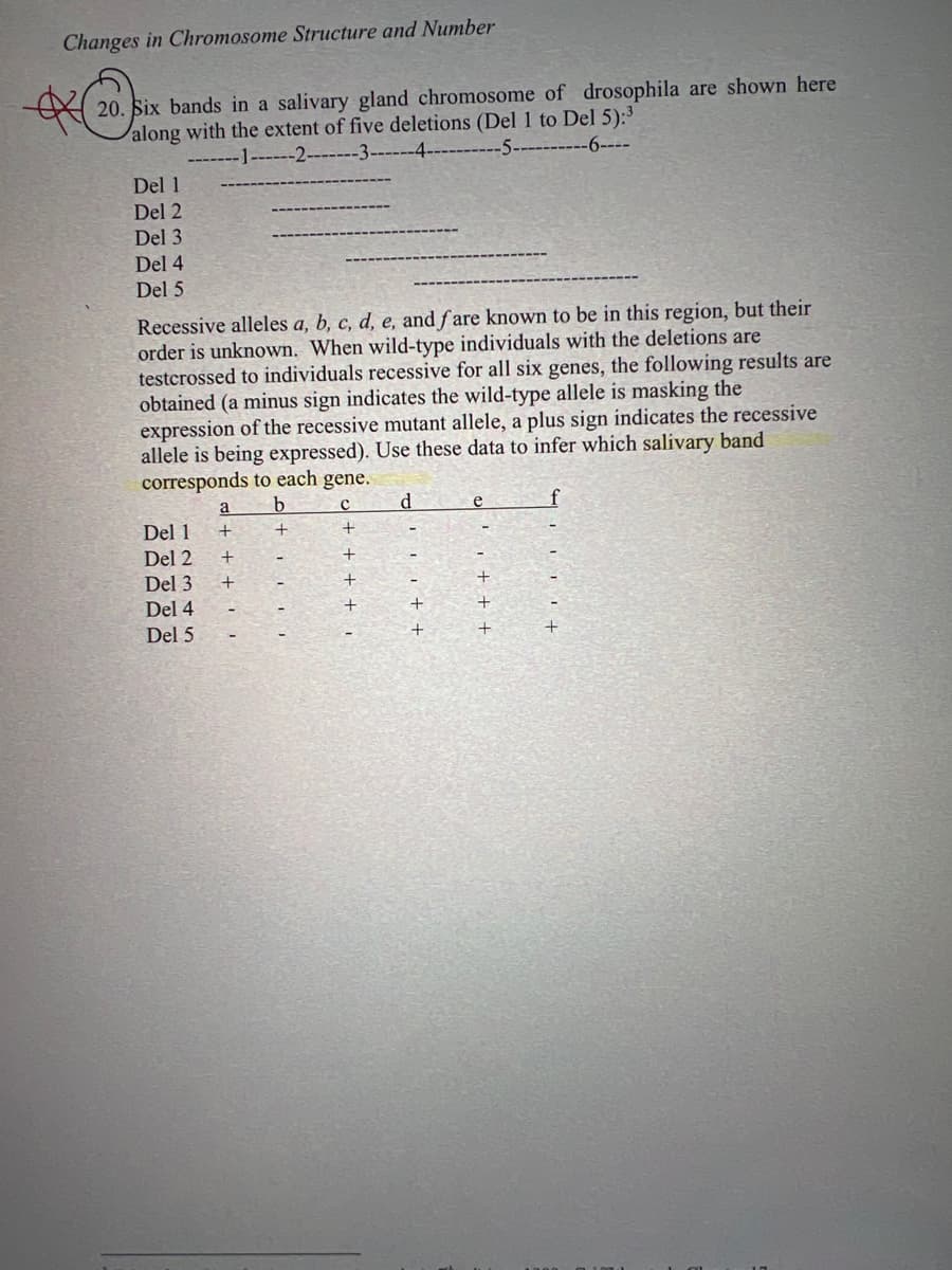 Changes in Chromosome Structure and Number
20. Six bands in a salivary gland chromosome of drosophila are shown here
along with the extent of five deletions (Del 1 to Del 5):³
-1---2-
-3------4-
-6----
Del 1
Del 2
Del 3
Del 4
Del 5
Recessive alleles a, b, c, d, e, and fare known to be in this region, but their
order is unknown. When wild-type individuals with the deletions are
testcrossed to individuals recessive for all six genes, the following results are
obtained (a minus sign indicates the wild-type allele is masking the
expression of the recessive mutant allele, a plus sign indicates the recessive
allele is being expressed). Use these data to infer which salivary band
corresponds to each gene.
b
с
+
+
+
+
Del 1
Del 2
Del 3
Del 4
Del 5
a
+
+
+
d
+
+
e