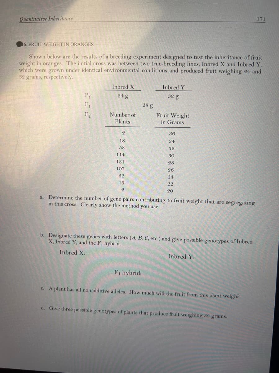 Quantitative Inheritance
16. FRUIT WEIGHT IN ORANGES
Shown below are the results of a breeding experiment designed to test the inheritance of fruit
weight in oranges. The initial cross was between two true-breeding lines, Inbred X and Inbred Y,
which were grown under identical environmental conditions and produced fruit weighing 24 and
32 grams, respectively.
a.
P₁
F₁
F₂
Inbred X
24 g
Number of
Plants
2
18
58
114
131
107.
52
16
2
28 g
Inbred Y
32 g
F₁ hybrid:
Fruit Weight
in Grams
36
34
32
30
28
26
24
22
20
Determine the number of gene pairs contributing to fruit weight that are segregating
in this cross. Clearly show the method you use.
b. Designate these genes with letters (A, B, C, etc.) and give possible genotypes of Inbred
X, Inbred Y, and the F, hybrid.
Inbred X:
Inbred Y:
c. A plant has all nonadditive alleles. How much will the fruit from this plant weigh?
171
d. Give three possible genotypes of plants that produce fruit weighing 32 grams.