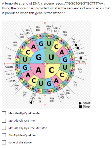 4GUC
A template strand of DNA in a gene reads: ATGGCTGGGTGCTTTTAA.
Using the codon chart provided, what is the sequence of amino acids that
is produced when this gene is translated? *
Phe
Leu
(F)
(L)
Glu
Ser
Asp
E)
(S)
(D)
GUC
Ala
(A)
A
C
GU
U Cys (C)
Val
(M)
G Trp (W)
Arg (R)
A C
Leu
(L)
A
Ser (S)
CUGA
Lys (K)
Pro
(P)
Asn
(N)
His
Thr
(T)
Gin (H)
(Q)
Ile
Arg
(R)
Start
|Stop
Met-Ala-Gly-Cys-Phe-Met
Met-Ala-Gly-Cys-Phe
Met-Ala-Gly-Cys-Phe-Met-stop
Ala-Gly-Met-Cys-Phe-
none of the above
Met (M)
