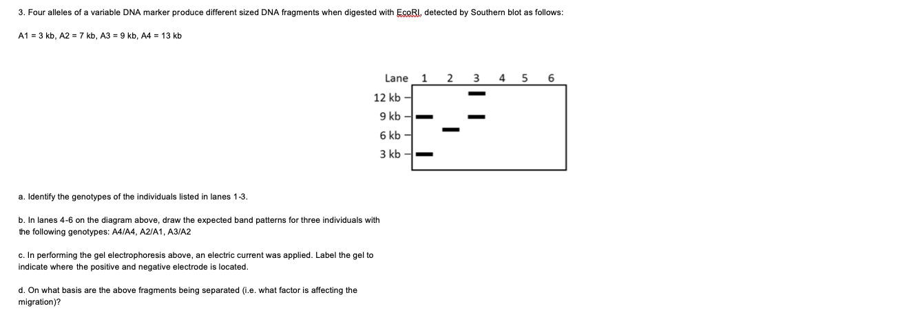 a. Identify the genotypes of the individuals listed in lanes 1-3.
b. In lanes 4-6 on the diagram above, draw the expected band patterns for three individuals with
the following genotypes: A4/A4, A2/A1, A3/A2
c. In performing the gel electrophoresis above, an electric current was applied. Label the gel to
indicate where the positive and negative electrode is located.
