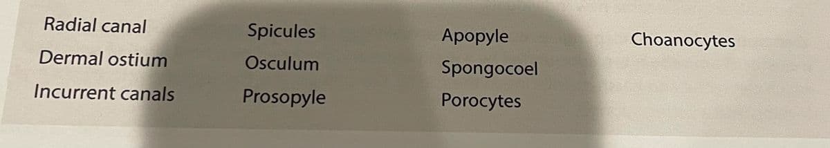 Radial canal
Spicules
Apopyle
Choanocytes
Dermal ostium
Osculum
Spongocoel
Incurrent canals
Prosopyle
Porocytes
