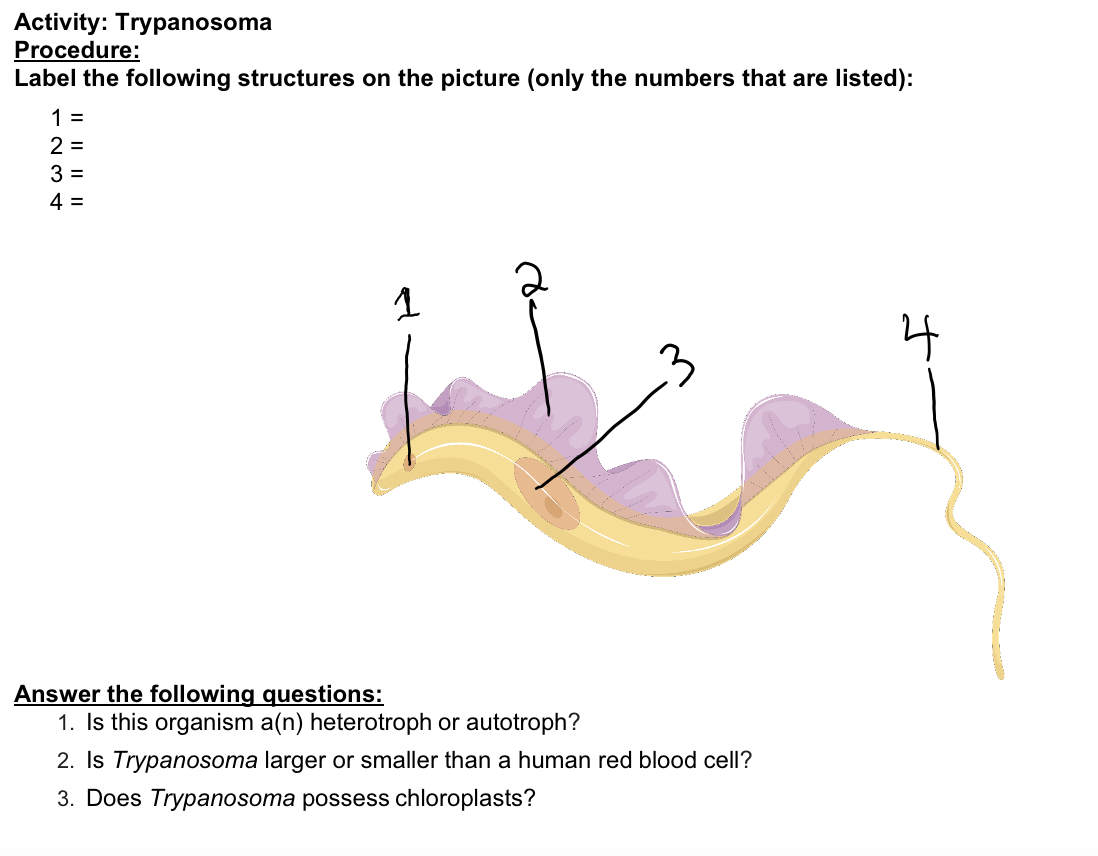 Activity: Trypanosoma
Procedure:
Label the following structures on the picture (only the numbers that are listed):
1 =
2 =
3 =
4 =
Answer the following questions:
1. Is this organism a(n) heterotroph or autotroph?
2. Is Trypanosoma larger or smaller than a human red blood cell?
3. Does Trypanosoma possess chloroplasts?
