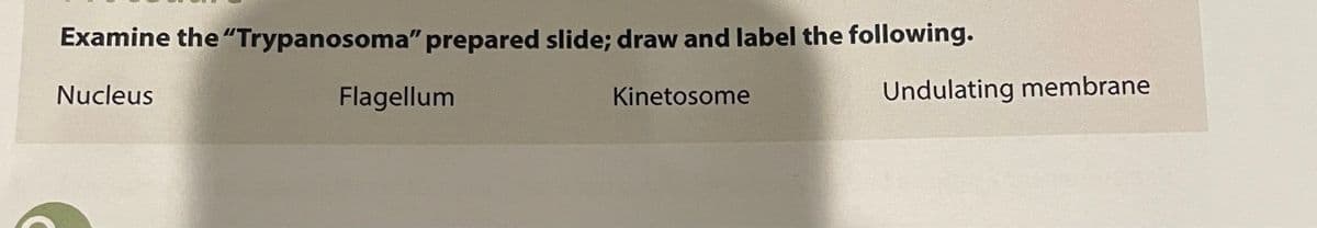 Examine the"Trypanosoma" prepared slide; draw and label the following.
Nucleus
Flagellum
Undulating membrane
Kinetosome
