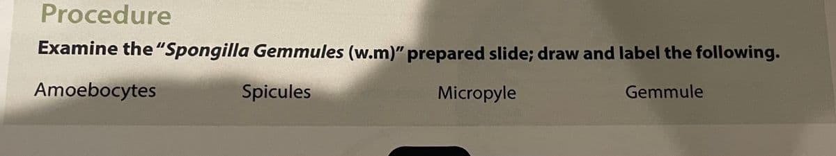 Procedure
Examine the "Spongilla Gemmules (w.m)" prepared slide; draw and label the following.
Amoebocytes
Spicules
Micropyle
Gemmule
