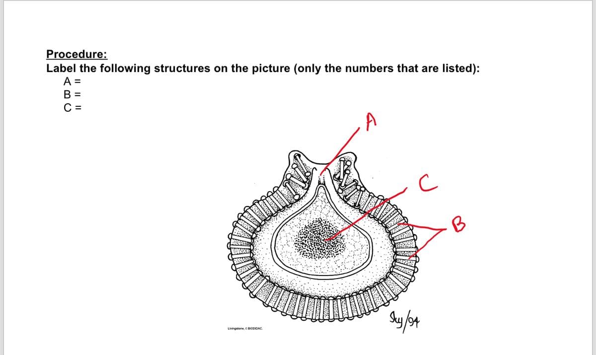 Procedure:
Label the following structures on the picture (only the numbers that are listed):
A =
B =
С -
A
B
Livingstone, OBIODIDAC.
