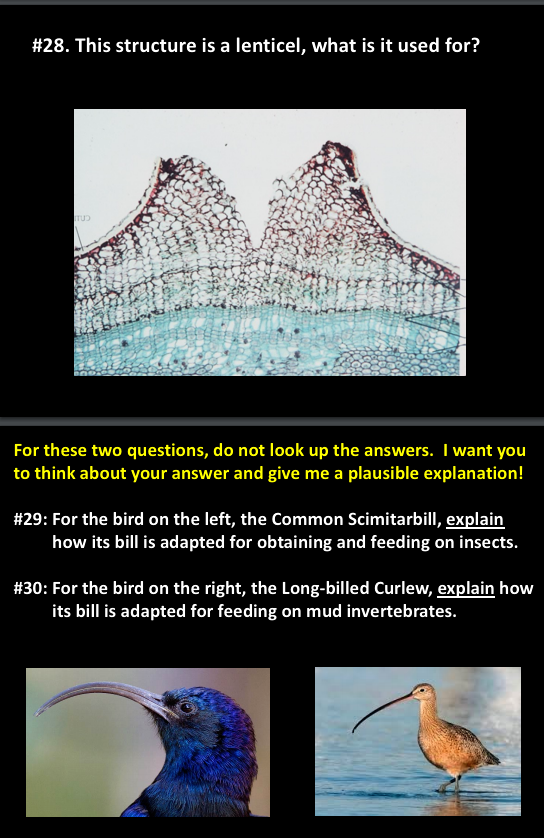 #28. This structure is a lenticel, what is it used for?
For these two questions, do not look up the answers. I want you
to think about your answer and give me a plausible explanation!
#29: For the bird on the left, the Common Scimitarbill, explain
how its bill is adapted for obtaining and feeding on insects.
# 30: For the bird on the right, the Long-billed Curlew, explain how
its bill is adapted for feeding on mud invertebrates.
