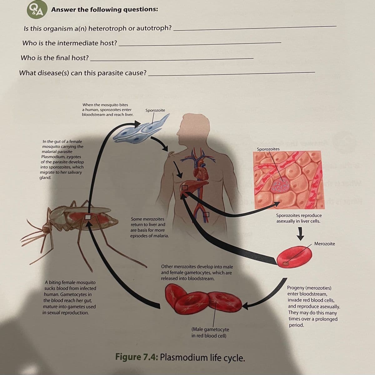 Answer the following questions:
Is this organism a(n) heterotroph or autotroph?
Who is the intermediate host?
Who is the final host?
What disease(s) can this parasite cause?
When the mosquito bites
a human, sporozoites enter
bloodstream and reach liver.
Sporozoite
In the gut of a female
mosquito carrying the
malarial parasite
Plasmodium, zygotes
of the parasite develop
into sporozoites, which
migrate to her salivary
gland.
Sporozoites
Sporozoites reproduce
asexually in liver cells.
Some merozoites
return to liver and
are basis for more
episodes of malaria.
Merozoite
Other merozoites develop into male
and female gametocytes, which are
released into bloodstream.
A biting female mosquito
Progeny (merozoties)
enter bloodstream,
invade red blood cells,
sucks blood from infected
human. Gametocytes in
the blood reach her gut,
mature into gametes used
in sexual reproduction.
and reproduce asexually.
They may do this many
times over a prolonged
period.
(Male gametocyte
in red blood cell)
Figure 7.4: Plasmodium life cycle.
