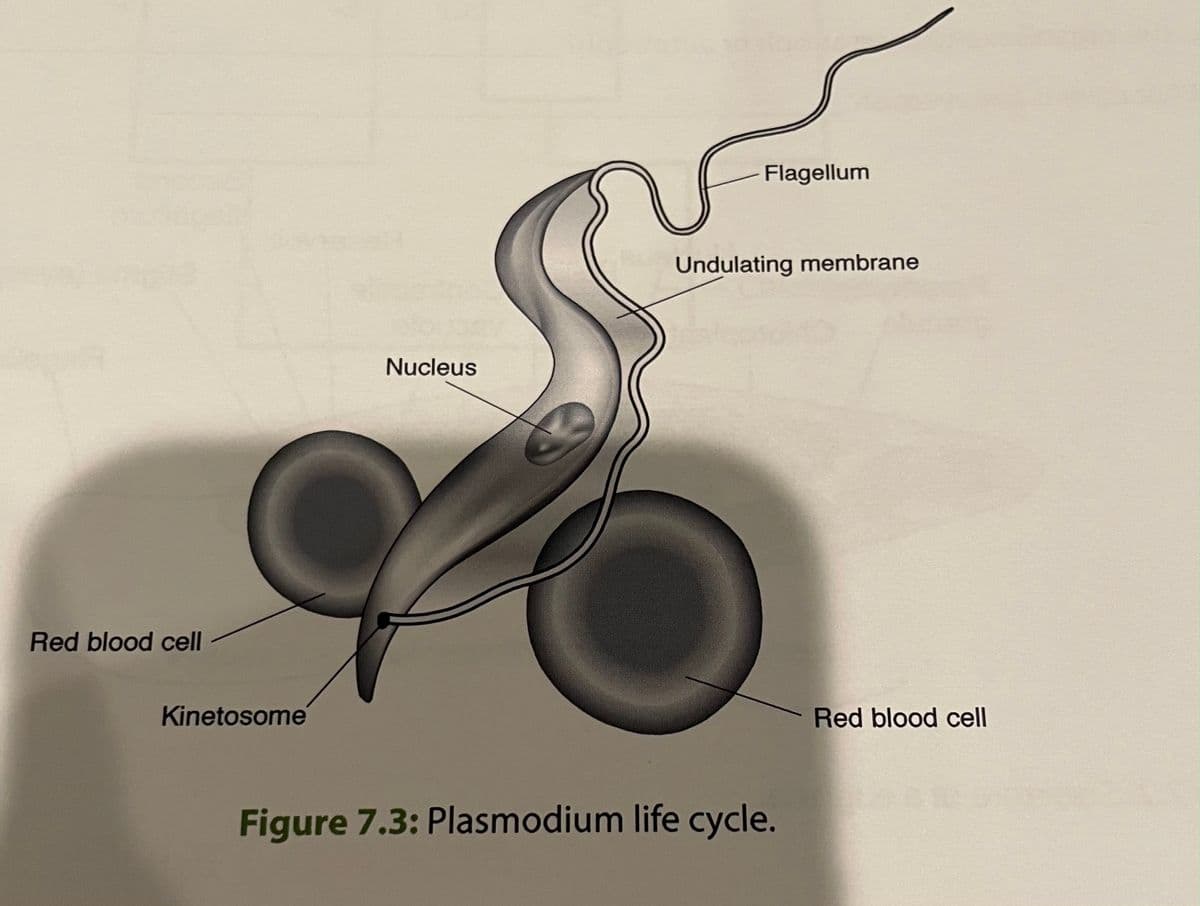 Flagellum
Undulating membrane
Nucleus
Red blood cell
Kinetosome
Red blood cell
Figure 7.3: Plasmodium life cycle.
