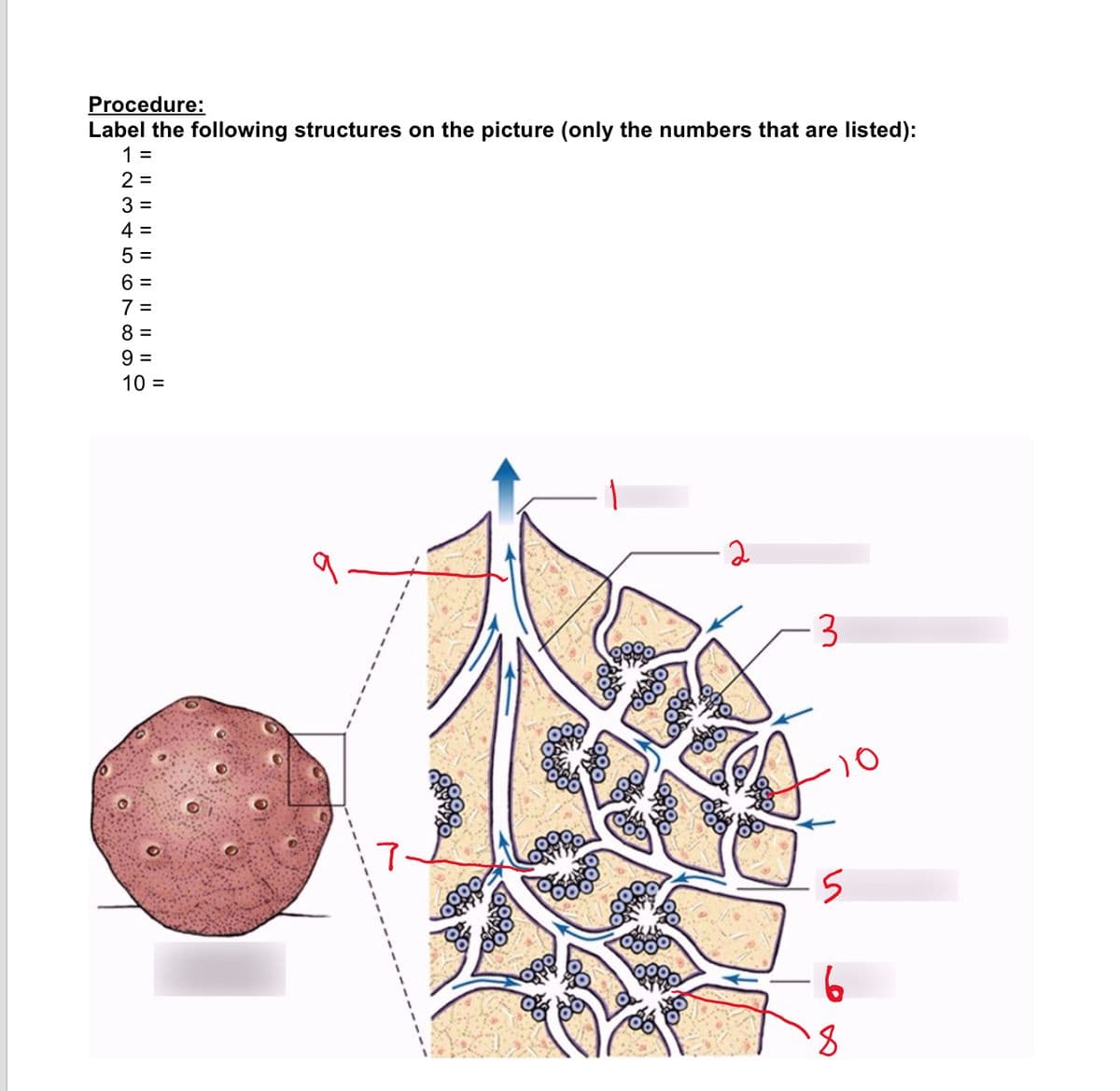 Procedure:
Label the following structures on the picture (only the numbers that are listed):
1 =
2 =
3 =
4 =
5 =
6 =
7 =
8 =
9 =
10 =
