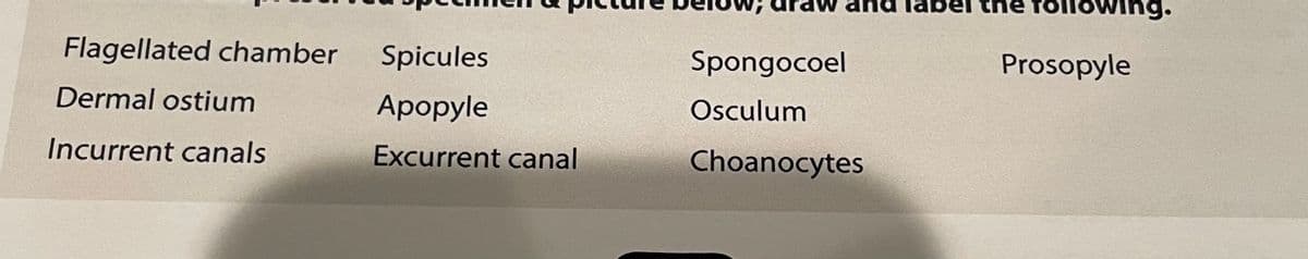 following.
Flagellated chamber
Spicules
Spongocoel
Prosopyle
Dermal ostium
Apopyle
Osculum
Incurrent canals
Excurrent canal
Choanocytes
